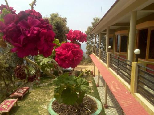 Garden, JMT Eco Binsar in Dhaulchhina Almora Uttarakhand